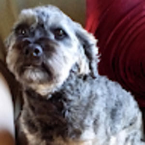 Meet your Posher, Alice